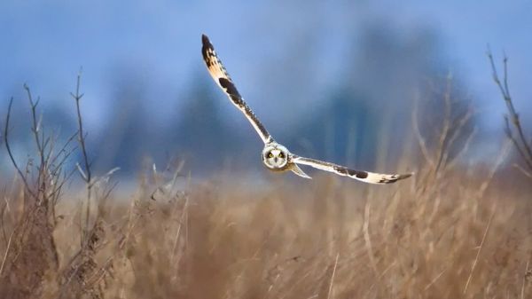 Short-eared owl, Samish Island, Washington