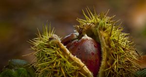 Chestnuts in the Forest of Crecy, France (© Stephane Bouilland/Peter Arnold/Photolibrary) &copy; (Bing New Zealand)