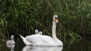 Mute swan with chicks, Hesse, Germany (© Wilfried Martin/Getty Images)(Bing Australia)