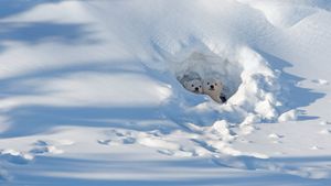 瓦普斯克国家公园内向洞穴外张望的北极熊幼崽，加拿大马尼托巴 (© Robert Harding/Alamy)(Bing China)