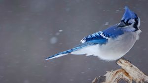 Blue jay (© Christophe Sidamon-Pesson/Minden Pictures)(Bing New Zealand)