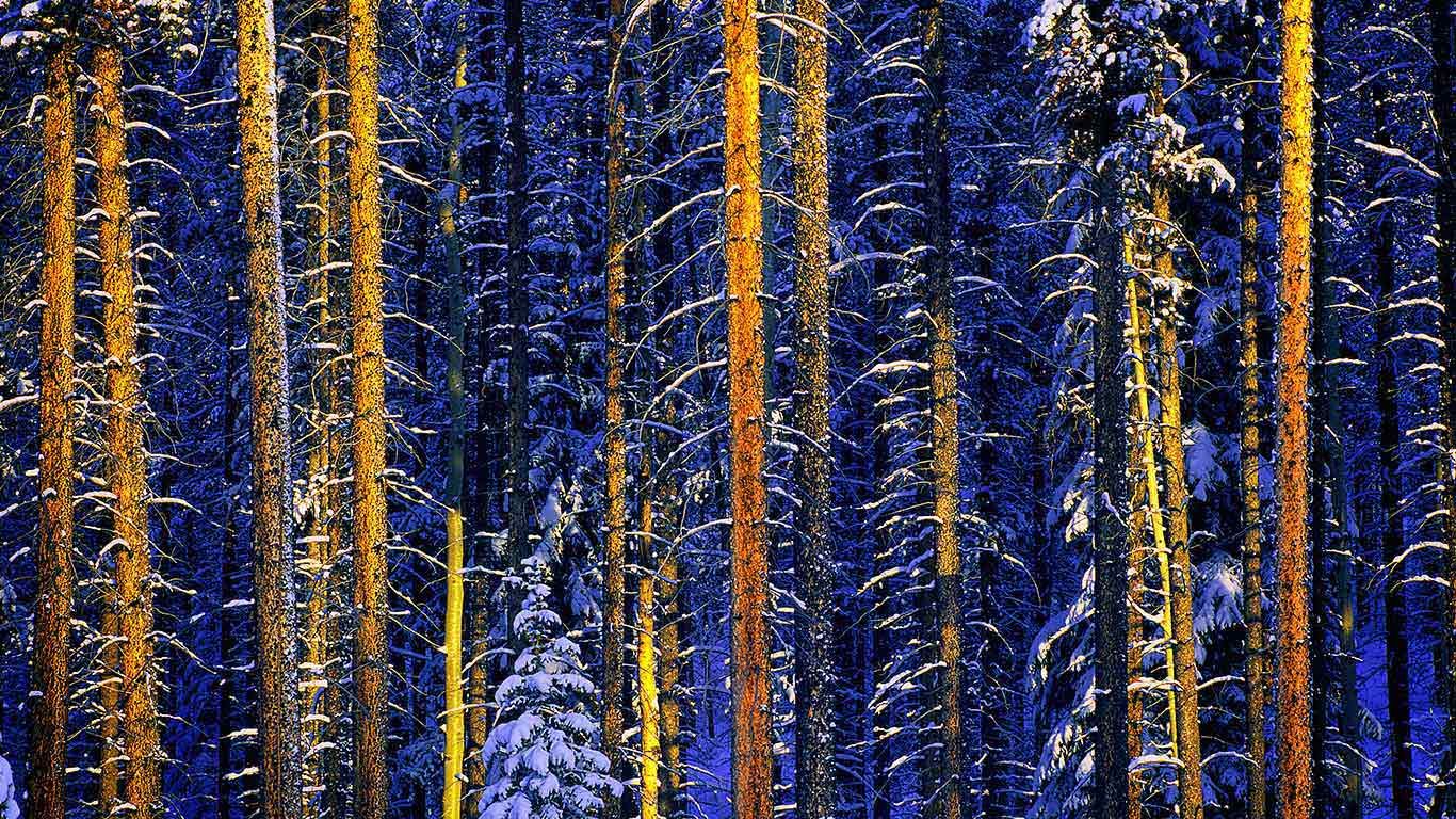 Trees, Jasper National Park, Alberta, Canada