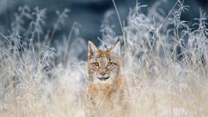 Eurasian lynx in the Bohemian-Moravian Highlands of the Czech Republic (© sduben/Getty Images Plus)(Bing United States)