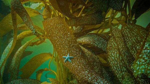 Ochre sea star on kelp off the coast of California, USA