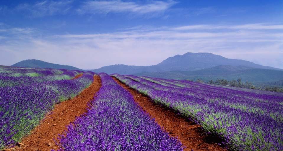 Lavender field in Tasmania, Australia