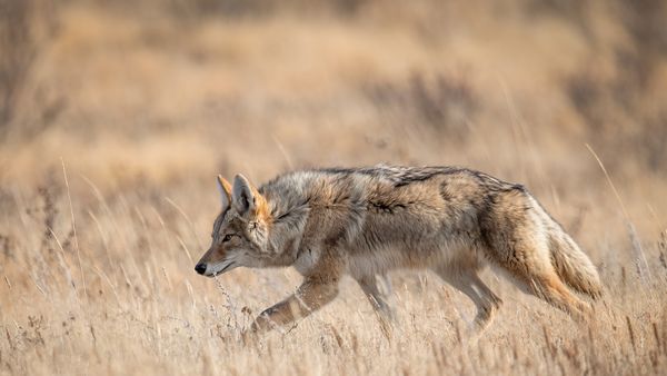 Un coyote a Banff, Canada