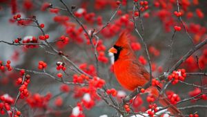 Un cardenal del norte posado en un arbusto común de bayas de invierno en el condado de Marion, Illinois, Estados Unidos (© Richard and Susan Day/Danita Delimont)(Bing España)