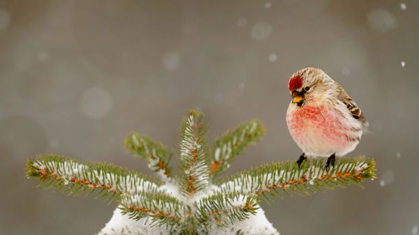 Common redpoll in Greater Sudbury, Ontario, Canada