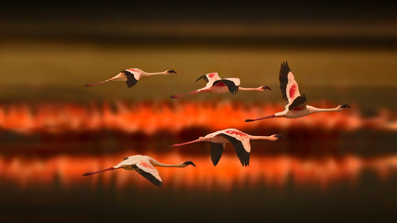 Flamants roses en Tanzanie