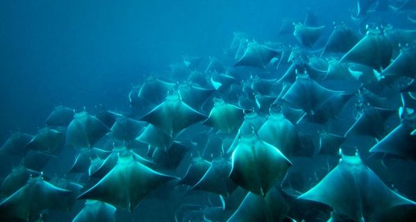 MantaRays