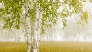 Birch trees in the fog Thunder Bay, Ontario, Canada (© Design Pics/Axiom)(Bing Canada)