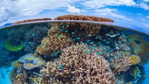 Arrecife de coral en el Océano Índico, Mayotte, Francia (© Gabriel Barathieu/Minden Pictures)(Bing España)