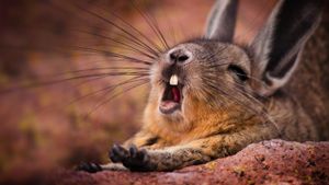 ｢あくびをするビスカッチャ｣チリ, パリナコタ (© Bob Wickham/Oxford Scientific/Getty Images)(Bing Japan)