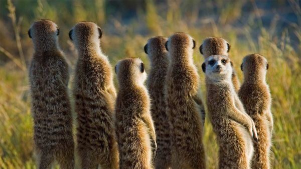 ｢ミーアキャットの家族｣ボツワナ, カラハリ砂漠