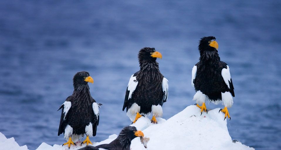 Steller´s sea eagles on drifting ice near Rausu, Japan
