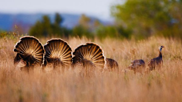 Wild turkeys in Rio Grande, Texas