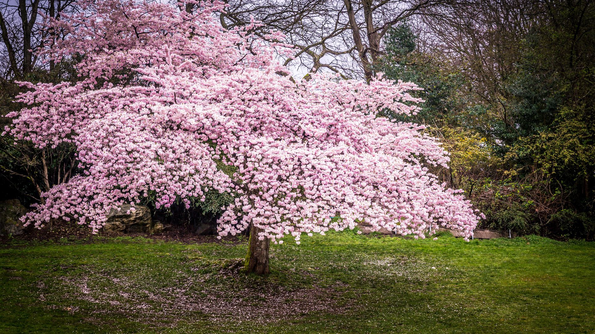 Cherry blossoms in Queen Elizabeth Park, Vancouver, Canada