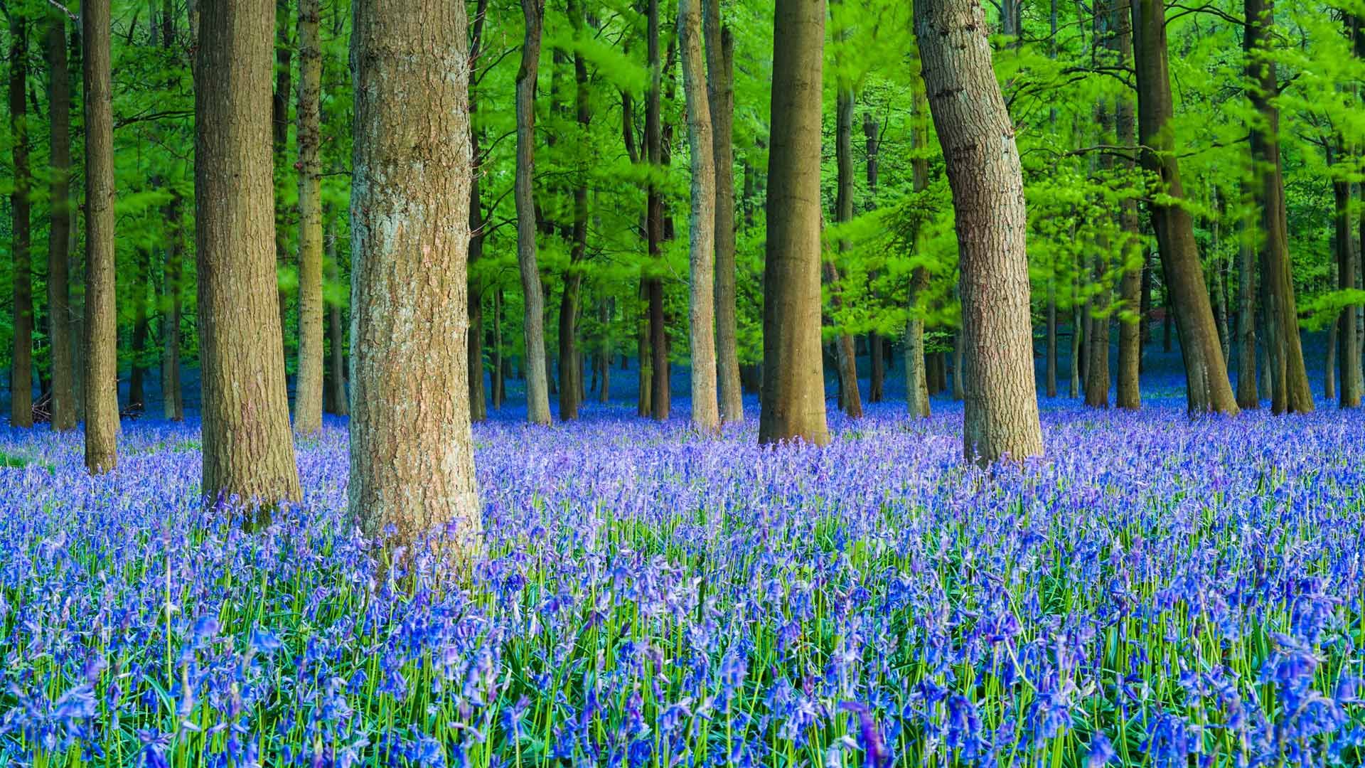 A carpet of bluebells in beech woodland, Hertfordshire
