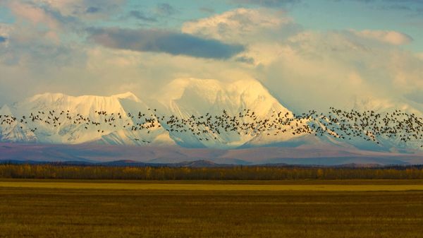 Sandhill cranes over barley fields near the Alaska Range, Delta Junction, Alaska