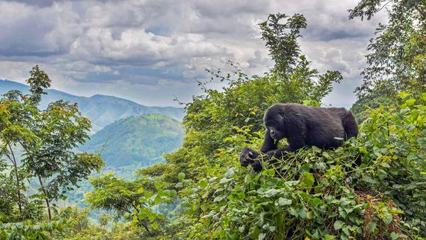 A mountain gorilla eating in a tree, Bwindi Impenetrable National Park, Uganda