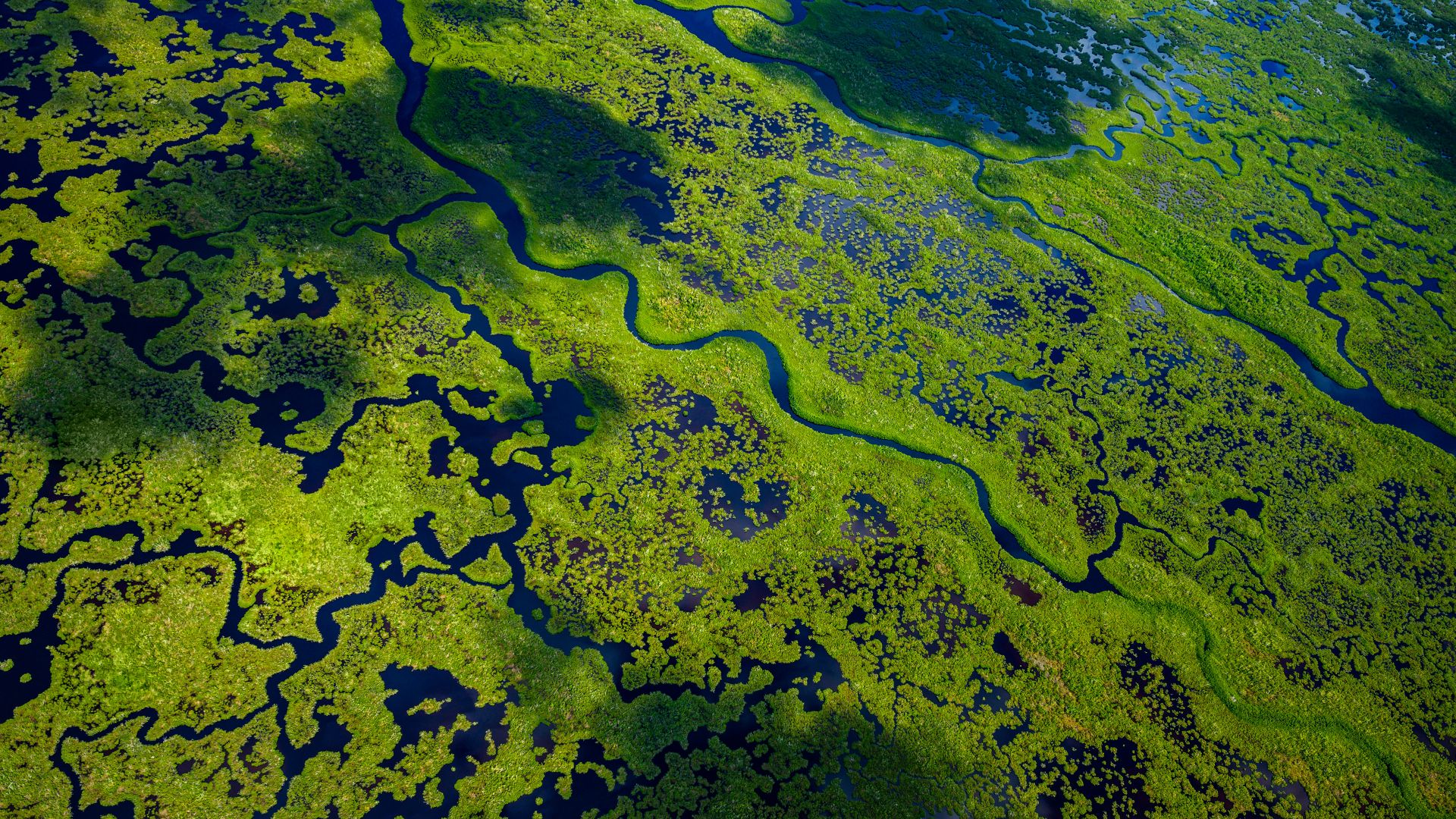 Vista aerea del parco nazionale delle Everglades, Florida, USA