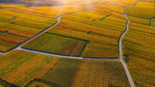 Vignobles à Verzenay, montagne de Reims, Champagne