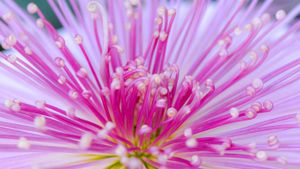 Kudamono-Giku, traditional chrysanthemum of Japan (© I love Photo and Apple./Getty images)(Bing New Zealand)