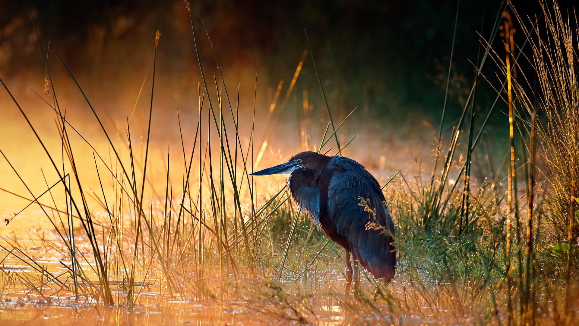 Goliath heron, Kruger National Park, South Africa