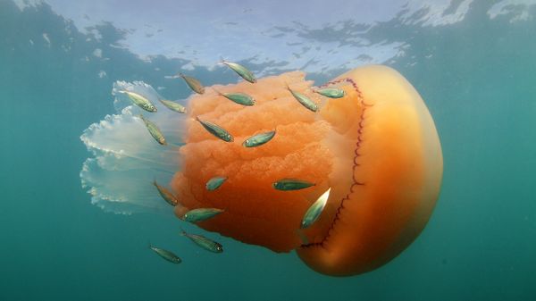 A barrel jellyfish and Atlantic horse mackerel at Kimmeridge Bay, Isle of Purbeck, Dorset