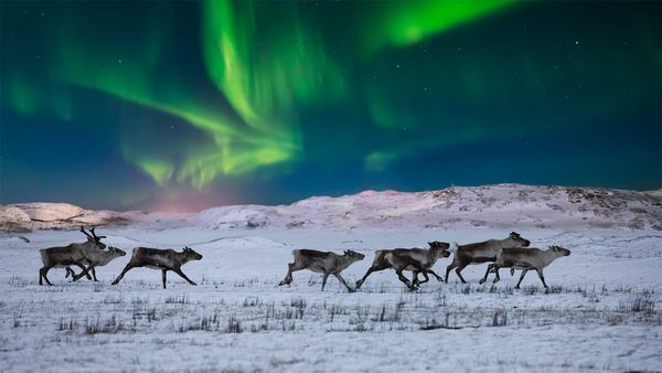 Northern lights and wild reindeer on the tundra in Norway