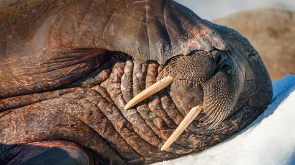Walrus on Frozen Strait, Hudson Bay, Nunavut, Canada