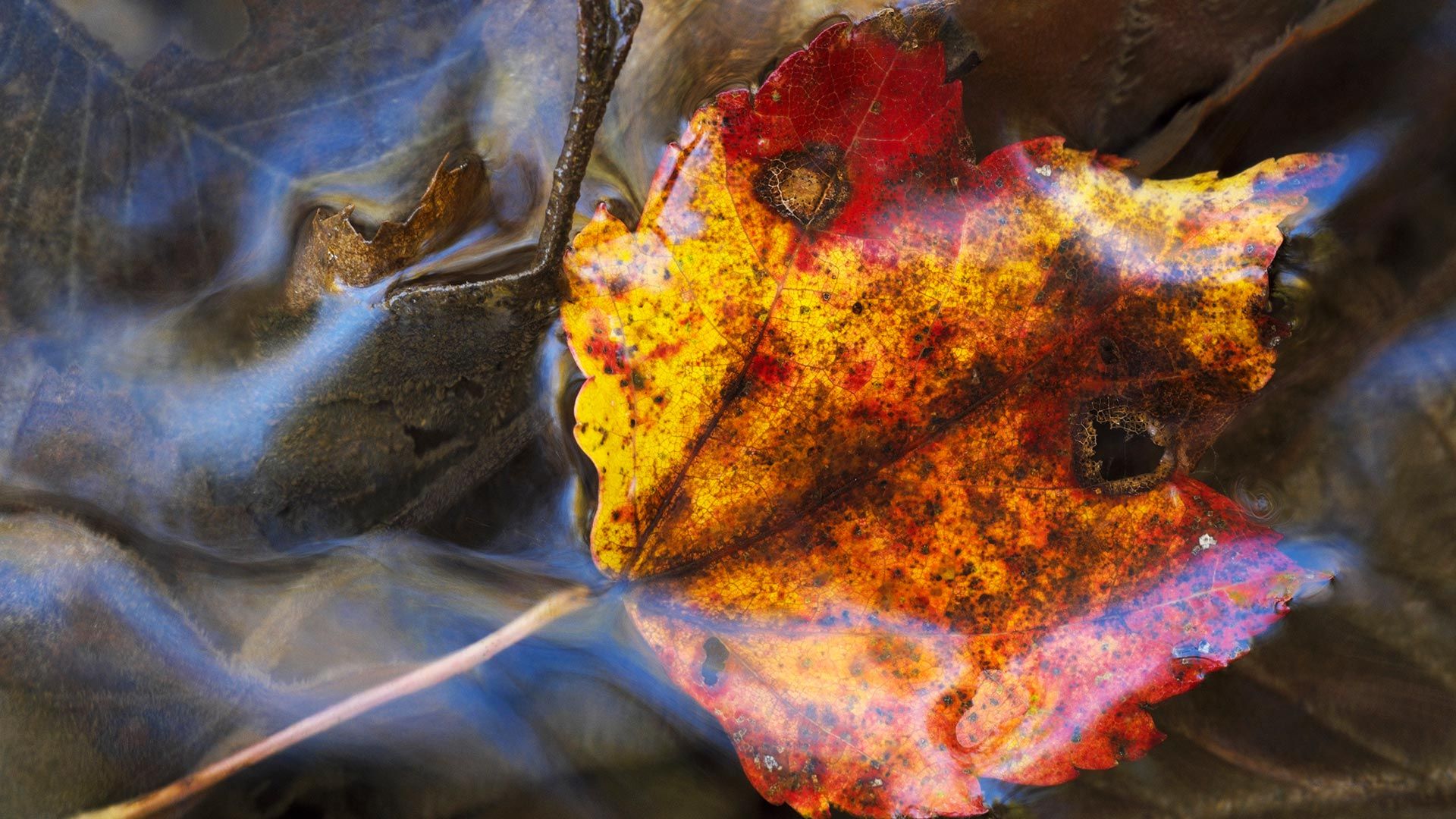 Maple leaf under water; Grenville-sur-la-Rouge, Quebec