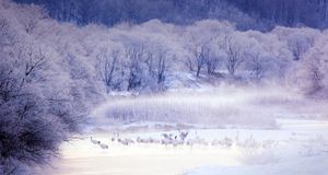 ｢タンチョウ｣北海道, 釧路湿原国立公園 (© Mammoth HD) &copy; (Bing Japan)