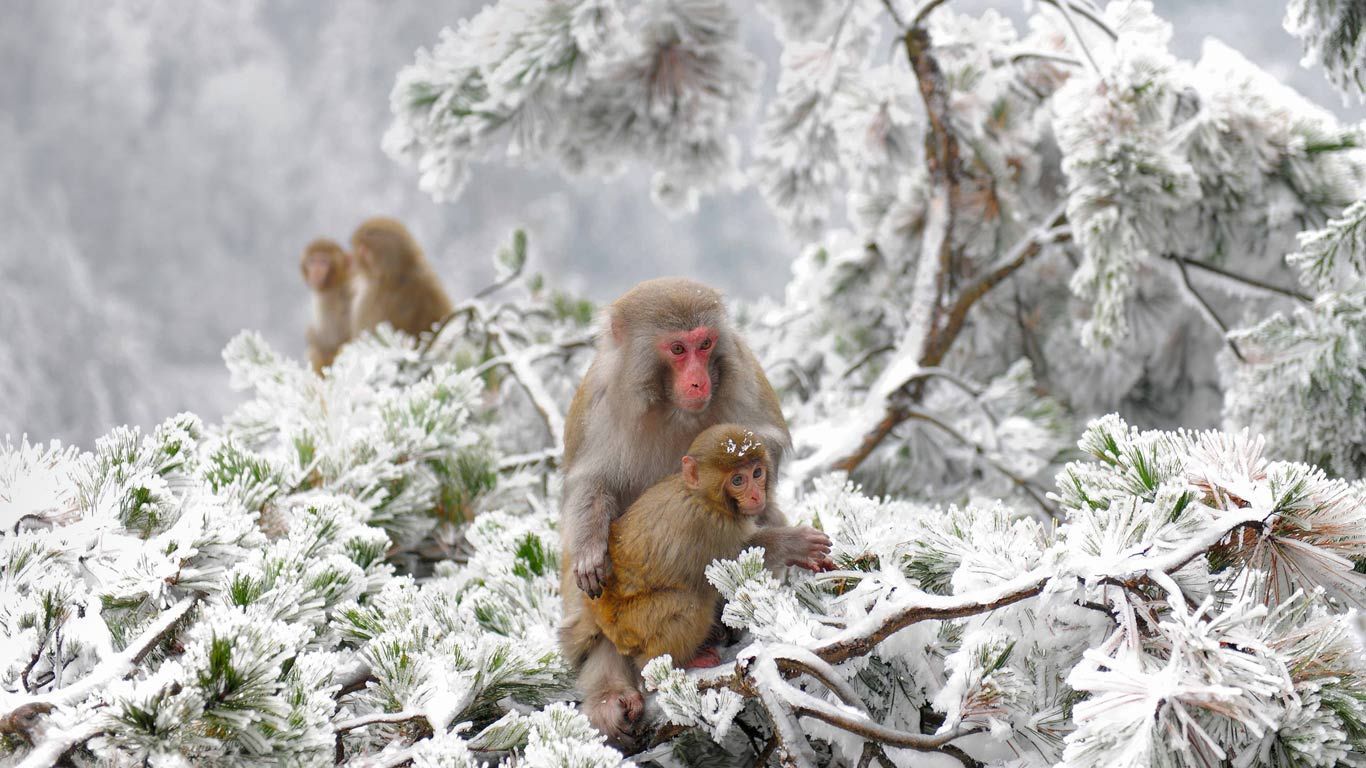 张家界附近武陵源旷野里的几只恒河猴，中国