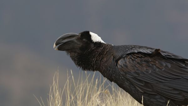 Corvus crassirostris, Monti Simien, Etiopia