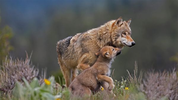 Grey wolf with begging pup, Montana, USA