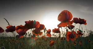 Group of red Poppies(Papaver Rhoeas) in a field, Drome, France - Pascal Preti/Photolibrary &copy; (Bing United Kingdom)