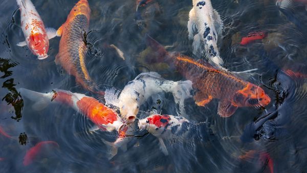 Koi fish, Lan Su Chinese Garden, Portland, Oregon