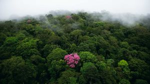 Lapacho ou arbre sacré des Incas, montagne de Kaw, Guyane française (© Yann Arthus-Bertrand/Getty Images)(Bing France)