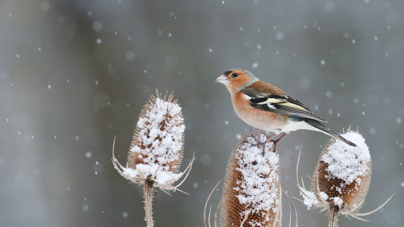 A chaffinch perched on a snow-covered teasel in Kent