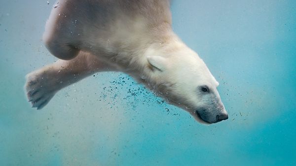 A polar bear plunging