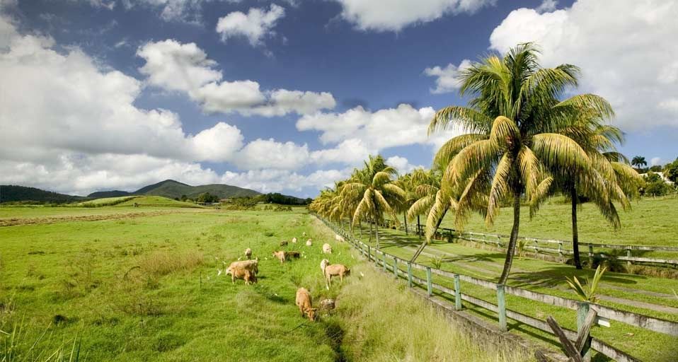 Palm tree lined road near Sainte-Rose, Basse-Terre, Guadeloupe, French West Indies