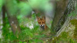 A red fox, in the forest of Elfvik near Lidingö, Sweden (© Eddie Granlund/Corbis)(Bing Australia)