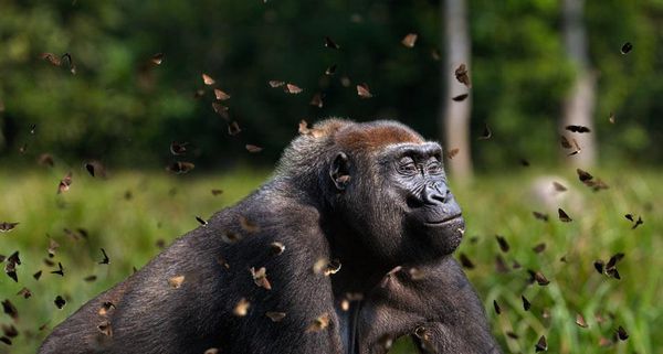 Western lowland gorilla female in a cloud of butterflies