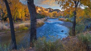 秋季格兰德河畔两岸的三角叶杨树，美国新墨西哥州 (© Tim Fitzharris/Minden Pictures)(Bing China)