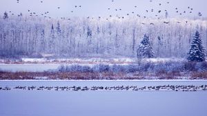 Canada geese fly though Elk Island National Park, Alberta, Canada (© Paul Horsley/Corbis)(Bing United Kingdom)