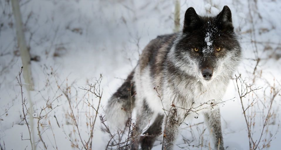 Wolf in the snow