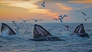 Baleines à bosse au large de la côte du Massachusetts, États-Unis (© Eric Kulin/plainpicture)(Bing France)