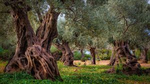 Old olive grove in the Serra Tramuntana range, Majorca, Spain (© cinoby/Getty Images)(Bing United States)