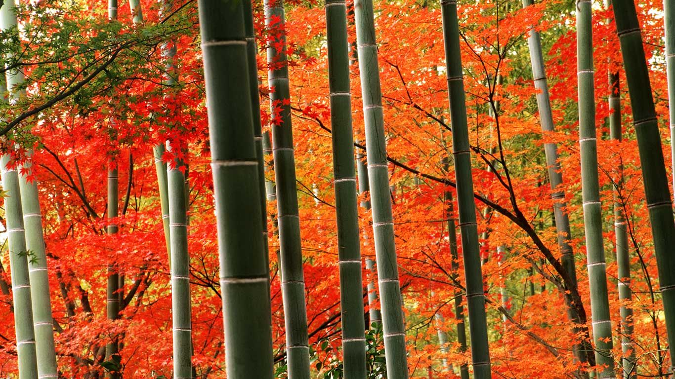 Bamboo forest and fall foliage in Arashiyama Park, Kyoto, Japan